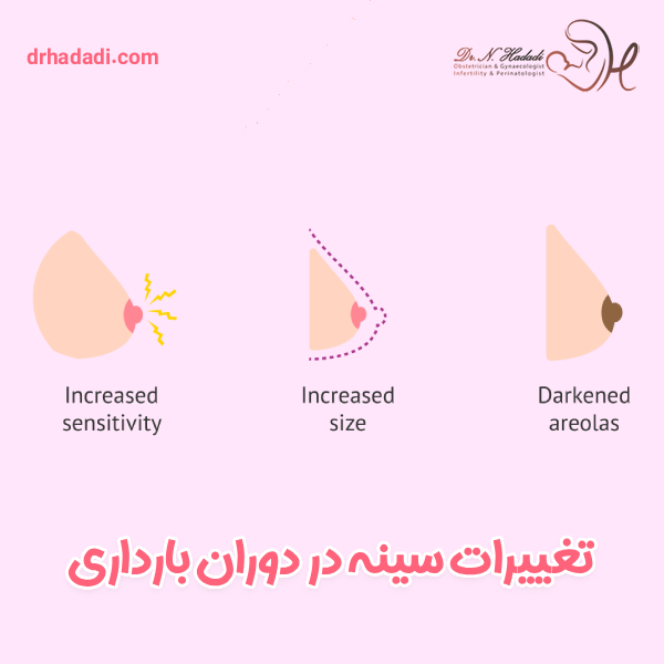 تغییرات سینه در دوران بارداری - دکتر نگین حدادی