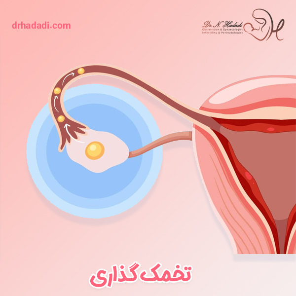 تخمک گذاری چیست؟