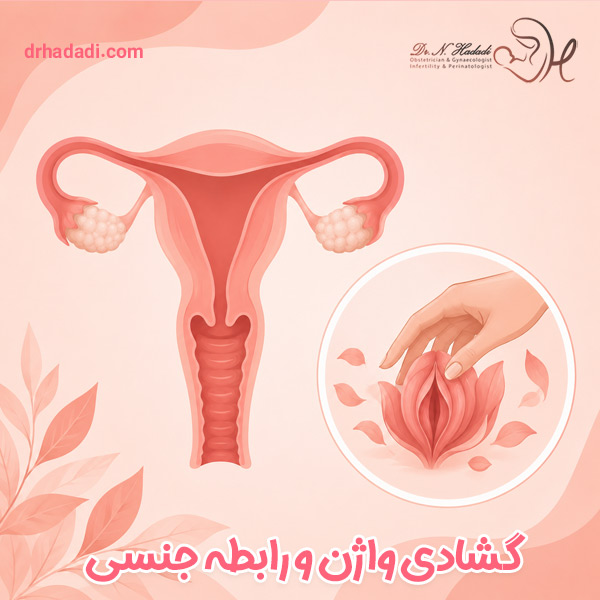 علت گشادی واژن در اولین رابطه چیست؟ آیا تعداد رابطه جنسی باعث گشاد شدن واژن می شود؟
